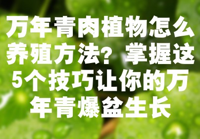 万年青肉植物怎么养殖方法？掌握这5个技巧让你的万年青爆盆生长