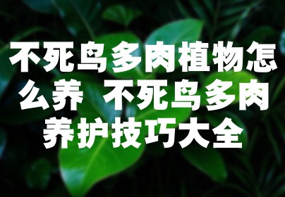 不死鸟多肉植物怎么养 不死鸟多肉养护技巧大全