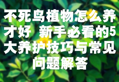 不死鸟植物怎么养才好 新手必看的5大养护技巧与常见问题解答