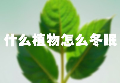 什么植物怎么冬眠