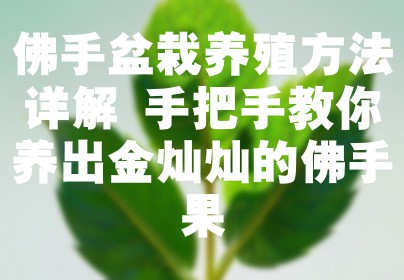 佛手盆栽养殖方法详解 手把手教你养出金灿灿的佛手果