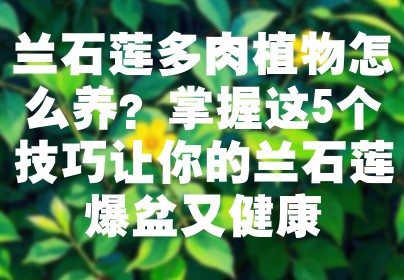 兰石莲多肉植物怎么养？掌握这5个技巧让你的兰石莲爆盆又健康