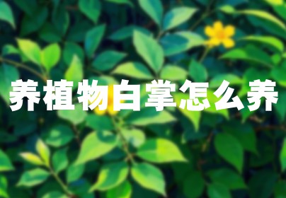 养植物白掌怎么养