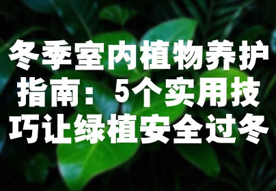 冬季室内植物养护指南：5个实用技巧让绿植安全过冬