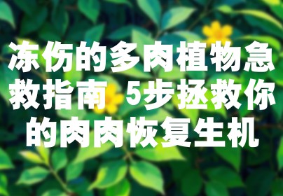 冻伤的多肉植物急救指南 5步拯救你的肉肉恢复生机