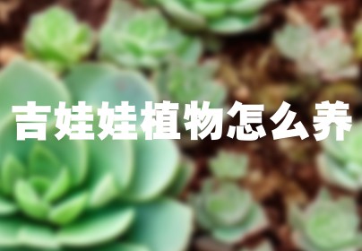 吉娃娃植物怎么养