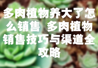 多肉植物养大了怎么销售 多肉植物销售技巧与渠道全攻略