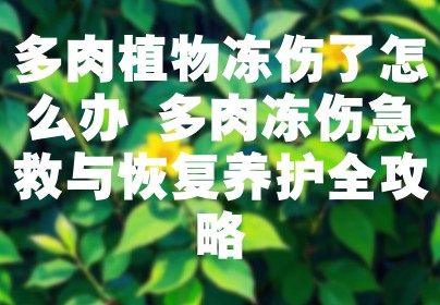 多肉植物冻伤了怎么办 多肉冻伤急救与恢复养护全攻略