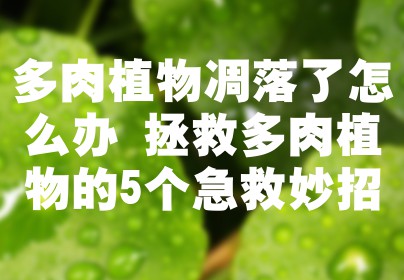 多肉植物凋落了怎么办 拯救多肉植物的5个急救妙招
