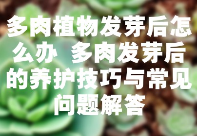 多肉植物发芽后怎么办 多肉发芽后的养护技巧与常见问题解答