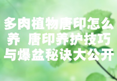 多肉植物唐印怎么养 唐印养护技巧与爆盆秘诀大公开