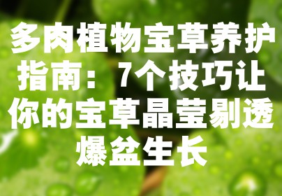 多肉植物宝草养护指南：7个技巧让你的宝草晶莹剔透爆盆生长
