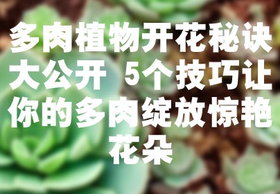 多肉植物开花秘诀大公开 5个技巧让你的多肉绽放惊艳花朵