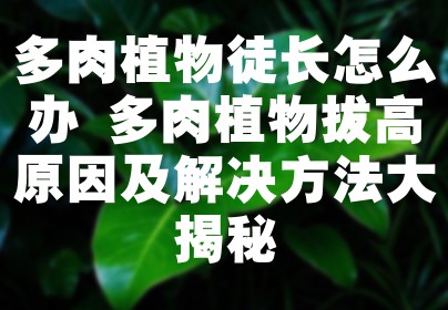 多肉植物徒长怎么办 多肉植物拔高原因及解决方法大揭秘