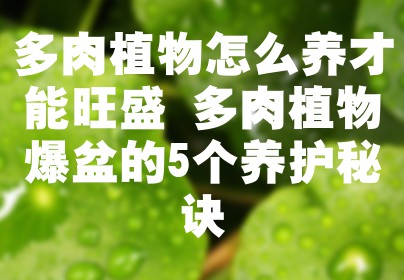 多肉植物怎么养才能旺盛 多肉植物爆盆的5个养护秘诀