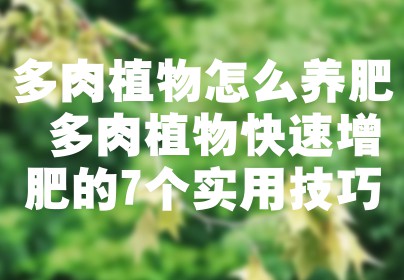 多肉植物怎么养肥 多肉植物快速增肥的7个实用技巧