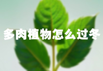 多肉植物怎么过冬