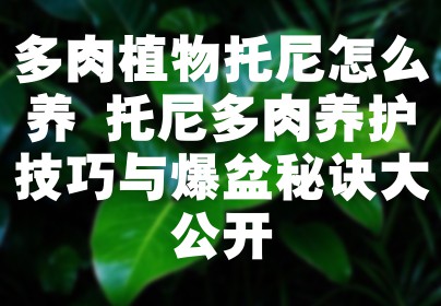多肉植物托尼怎么养 托尼多肉养护技巧与爆盆秘诀大公开