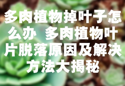 多肉植物掉叶子怎么办 多肉植物叶片脱落原因及解决方法大揭秘