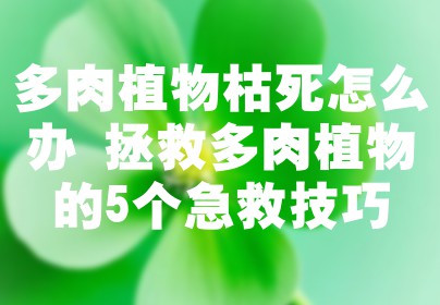 多肉植物枯死怎么办 拯救多肉植物的5个急救技巧