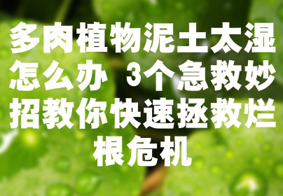 多肉植物泥土太湿怎么办 3个急救妙招教你快速拯救烂根危机