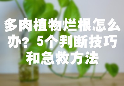 多肉植物烂根怎么办？5个判断技巧和急救方法