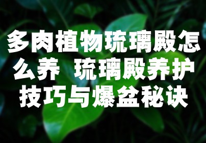 多肉植物琉璃殿怎么养 琉璃殿养护技巧与爆盆秘诀