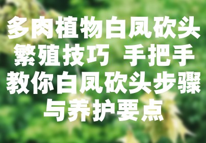 多肉植物白凤砍头繁殖技巧 手把手教你白凤砍头步骤与养护要点
