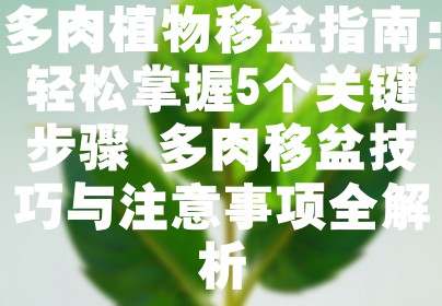 多肉植物移盆指南：轻松掌握5个关键步骤 多肉移盆技巧与注意事项全解析
