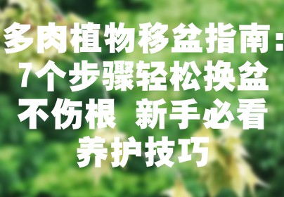 多肉植物移盆指南：7个步骤轻松换盆不伤根 新手必看养护技巧