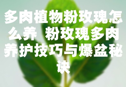 多肉植物粉玫瑰怎么养 粉玫瑰多肉养护技巧与爆盆秘诀