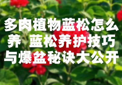 多肉植物蓝松怎么养 蓝松养护技巧与爆盆秘诀大公开