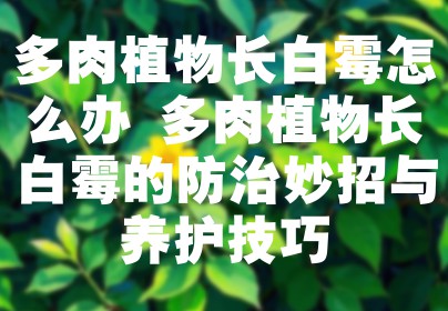 多肉植物长白霉怎么办 多肉植物长白霉的防治妙招与养护技巧