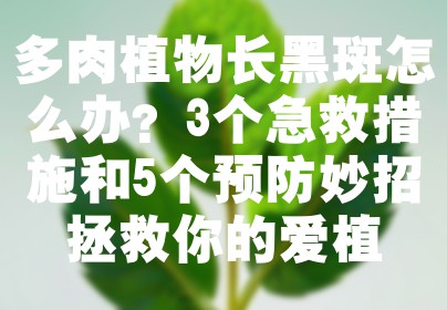 多肉植物长黑斑怎么办？3个急救措施和5个预防妙招拯救你的爱植