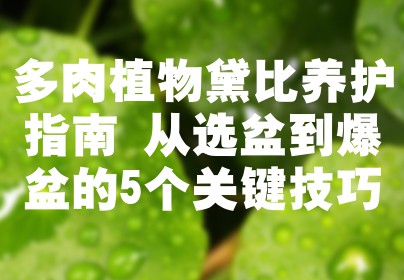 多肉植物黛比养护指南 从选盆到爆盆的5个关键技巧