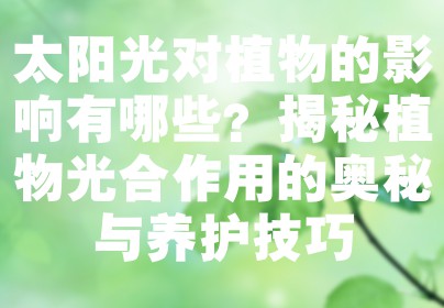 太阳光对植物的影响有哪些？揭秘植物光合作用的奥秘与养护技巧