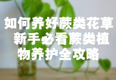 如何养好蕨类花草 新手必看蕨类植物养护全攻略