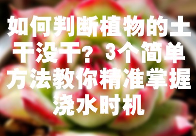 如何判断植物的土干没干？3个简单方法教你精准掌握浇水时机