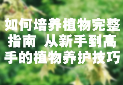 如何培养植物完整指南 从新手到高手的植物养护技巧