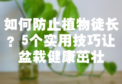 如何防止植物徒长？5个实用技巧让盆栽健康茁壮