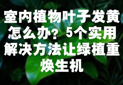 室内植物叶子发黄怎么办？5个实用解决方法让绿植重焕生机