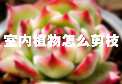 室内植物怎么剪枝