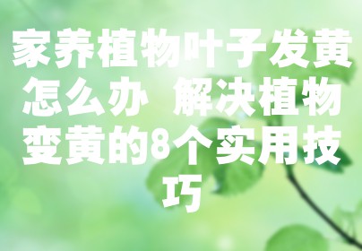 家养植物叶子发黄怎么办 解决植物变黄的8个实用技巧