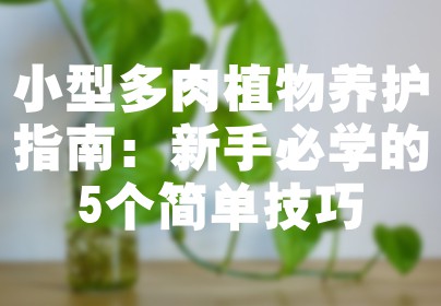 小型多肉植物养护指南：新手必学的5个简单技巧