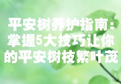 平安树养护指南：掌握5大技巧让你的平安树枝繁叶茂