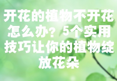 开花的植物不开花怎么办？5个实用技巧让你的植物绽放花朵