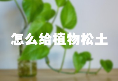 怎么给植物松土
