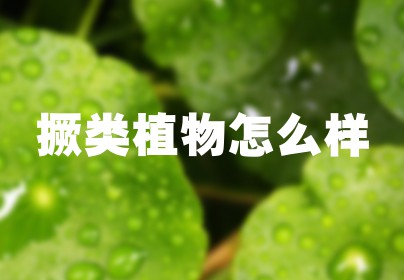撅类植物怎么样