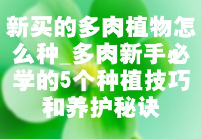 新买的多肉植物怎么种_多肉新手必学的5个种植技巧和养护秘诀