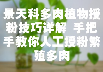景天科多肉植物授粉技巧详解 手把手教你人工授粉繁殖多肉